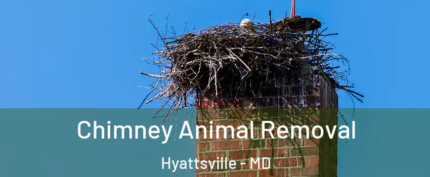  Chimney Animal Removal Hyattsville - MD